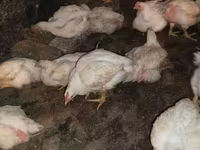 Chickens — الصورة 3