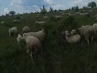 Ram, Merino sheep — photo 6