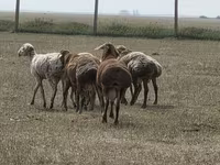 Қошқар, Hissar sheep — 4-сурет
