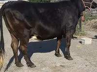 Vaca, Raza Holstein — foto 4