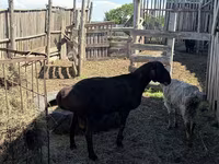 公羊, Hissar sheep — 照片 2