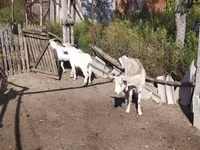 تيس, LaMancha goats — الصورة 4