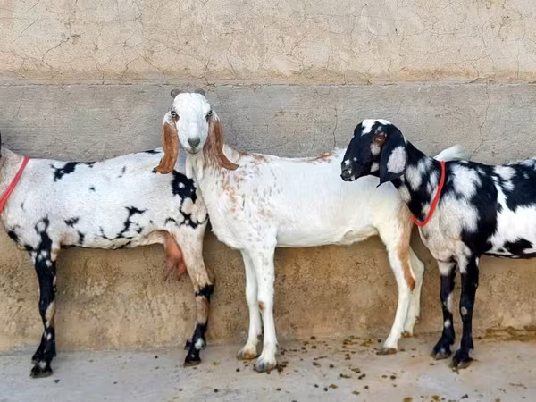 Cabra, Beetal goats