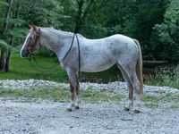 Бие, Quarter Horse — 1-сурет