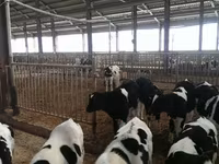 Bull, Holstein breed — photo 3