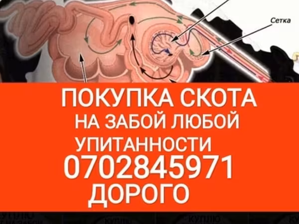 Бұқа, Ірі қара — Қырғызстан
