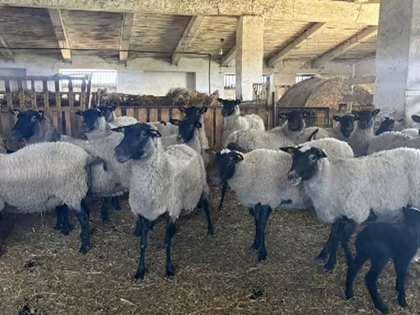 भेड़, Romanov sheep — रूस