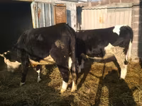 Cow, Holstein breed — photo 3