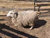 मेढ़ा, Kazakh fat-tailed coarsewool sheep — फ़ोटो 6