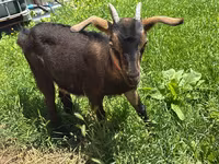 母山羊, Nubian Goat — 照片 2