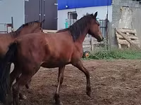 Horse (M), Horse breed — photo 5
