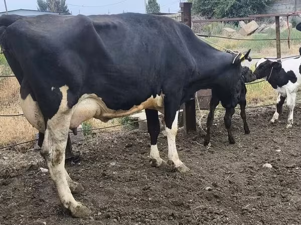 Сиыр, Russian Black pied cattle