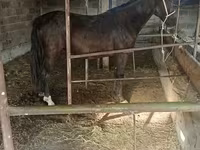 Бие, Friesian sport horse — 6-сурет
