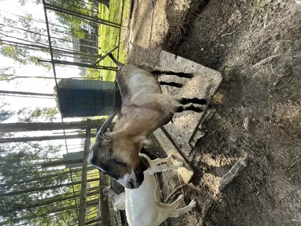 बकरा, LaMancha goats