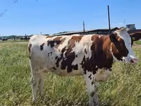 Kuh, Russian Black pied cattle — Foto 1