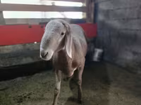 Қошқар, Arashan sheep — 2-сурет