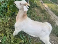 Ziegenbock, Ziegen — Foto 3