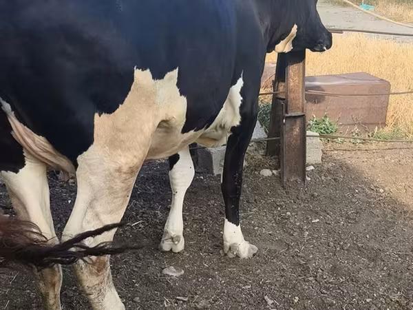 Сиыр, Russian Black pied cattle