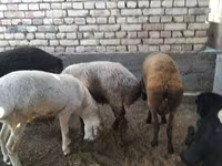 Ram, Sheep — photo 2