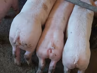 Boar, Pigs — photo 1