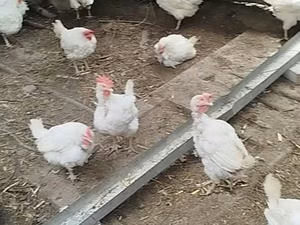 Chickens — Kirguistán