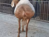 كبش, Saryarka sheep — الصورة 4