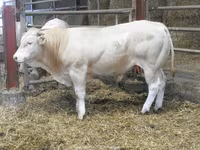 Бұқа, Blonde d’Aquitane cattle — 4-сурет