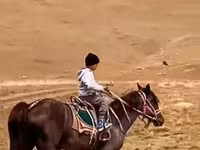 حصان, الخيول — الصورة 3