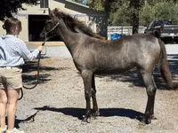 Бие, Rocky Mountain Horse — 3-сурет
