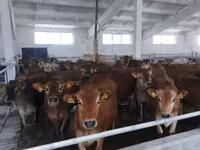 Vaca, Raza Jersey — foto 3