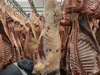 Туша, полутуша говядина халяль в наличии — الصورة 3