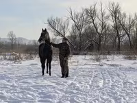 Stute, Orlov Trotter — Foto 5