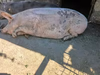 Säue, Schweine — Foto 3