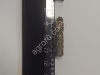 Шрот подсолнечный гранулированный — 1-сурет