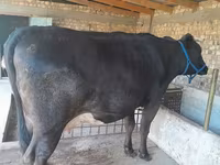 Cow, Holstein breed — photo 4