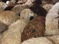 Ram, Sheep — photo 3