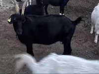 母山羊, Goats — 照片 3