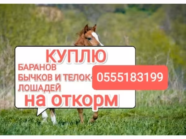 Айғыр, Жылқылар — Қырғызстан