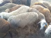 كبش, Dorper sheep — الصورة 8