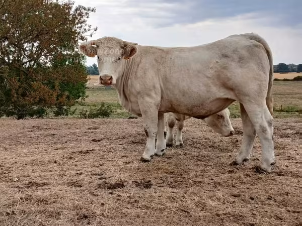 Сиыр, Charolais cattle