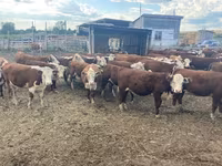 بقرة, Swiss cattle — الصورة 4