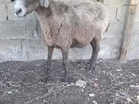 Ram, Sheep — photo 3