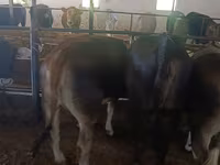 Vaca, Raza Alatau — foto 6