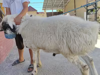 Ram, Sheep — photo 1