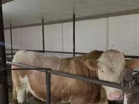 Bulle, Simmental cattle — Foto 2