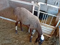 公羊, Sheep — 照片 4