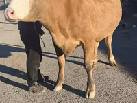 Сиыр, Simmental cattle — 2-сурет