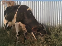 公牛, Holstein breed — 照片 5