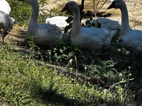 Geese — photo 4