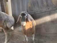 Ram, Arashan sheep — photo 1